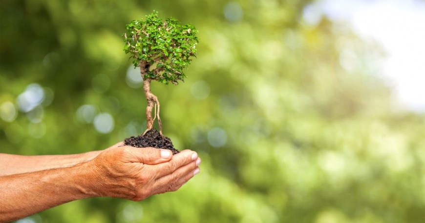 Tu Bishvat, il capodanno degli alberi della tradizione ebraica