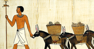 oasita deserto asini